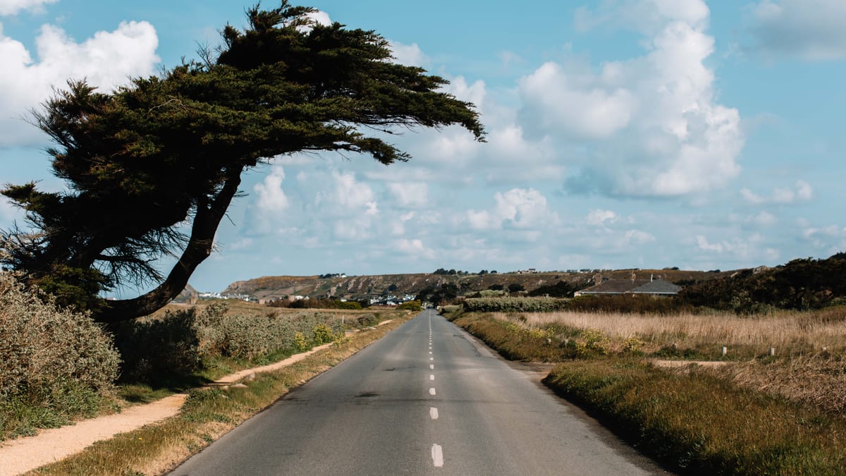 A windswept tree leaning over an empty coast road in Jersey, with a headland and houses in the distance